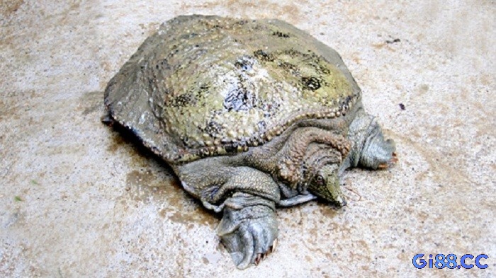 Mơ thấy ba ba mang tới những dự báo thú vị trong tương lai 