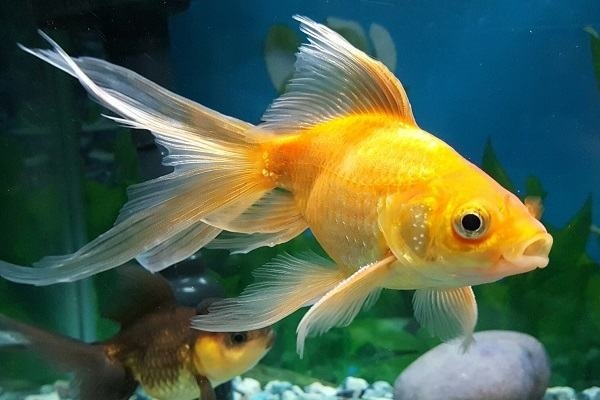 Mơ thấy cá đánh số gì? Giải mã các điềm báo chuẩn xác