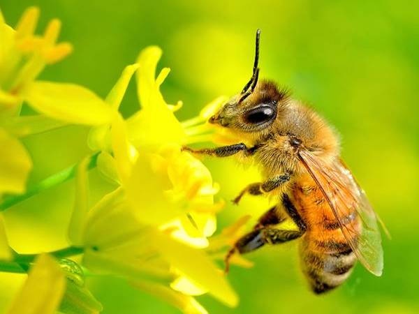 Mơ thấy ong đánh con gì? Giải mã điềm báo chính xác