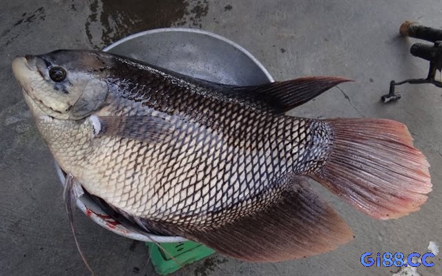 Mơ thấy mua cá được phân tích theo từng chi tiết mơ 