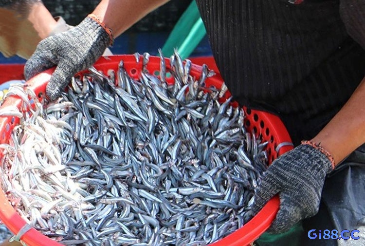 Gia chủ có thể hốt bạc khi ngủ mơ thấy mua cá 