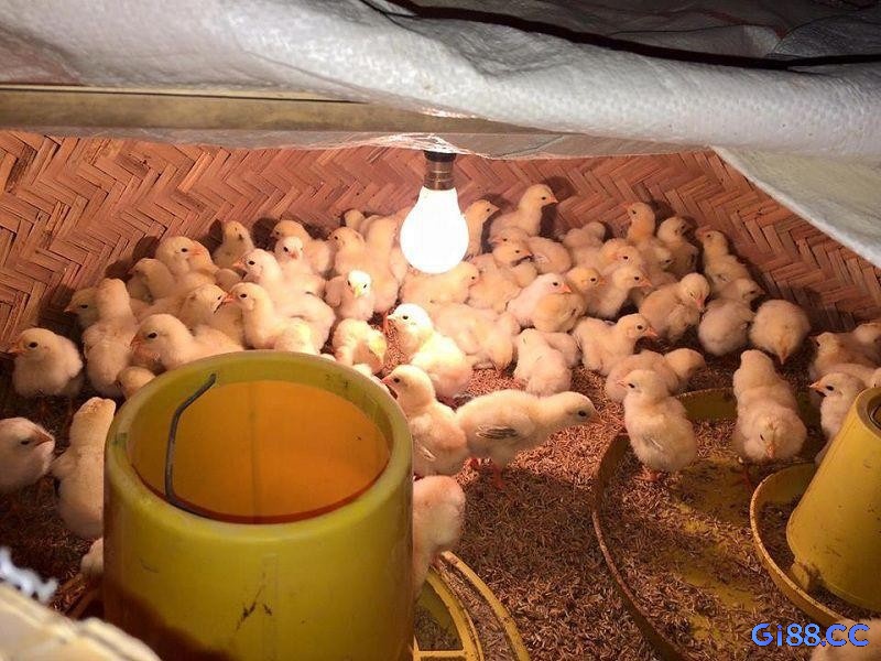 Hình ảnh đàn gà con mới nở tung tăng trong chuồng