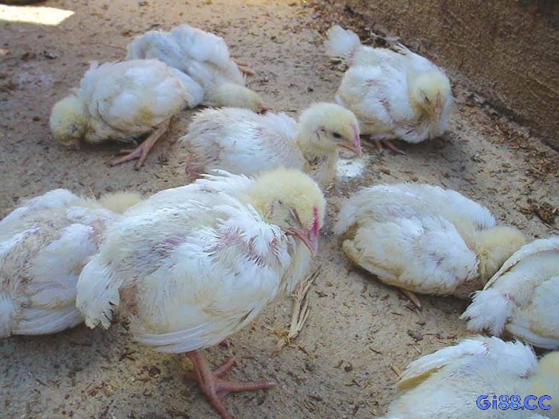 Hình ảnh gà con bị ốm hoặc nằm bất động