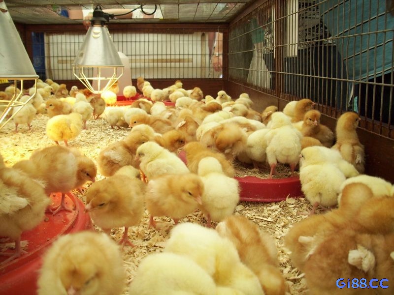 Hình ảnh đàn gà con chạy tán loạn khắp nơi