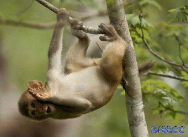Mơ thấy khỉ leo cây là lời nhắc nhở đề thủ về thái độ của mình trong cuộc sống