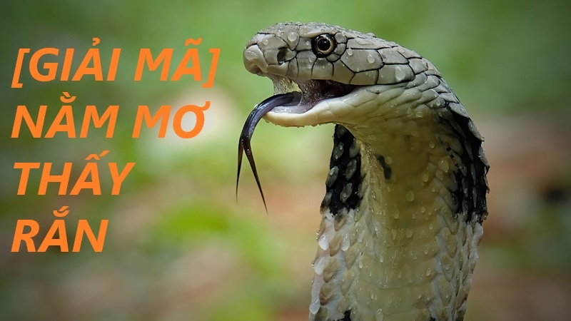 Nằm mơ rắn đánh đề con gì? Giải mã 20+ giấc mơ về rắn chi tiết