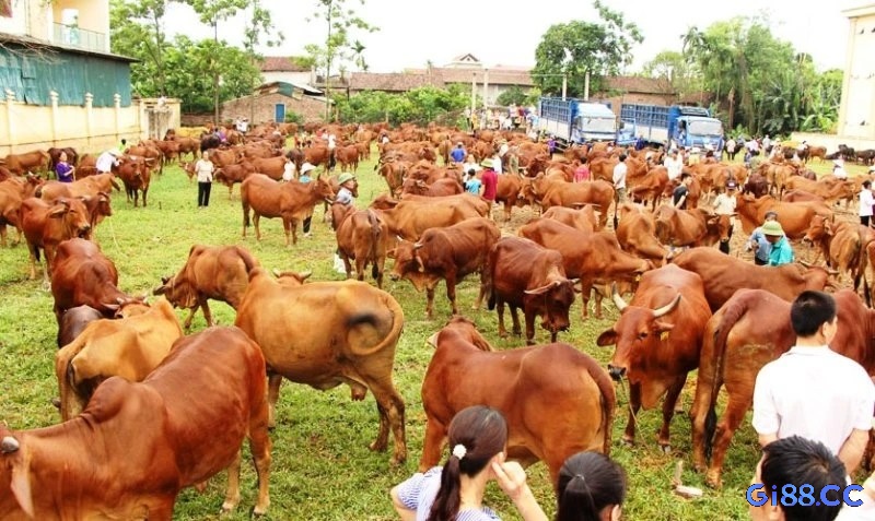 Mơ thấy đàn bò báo hiệu gia đình đề thủ có thể sắp đón nhận những tin vui lớn
