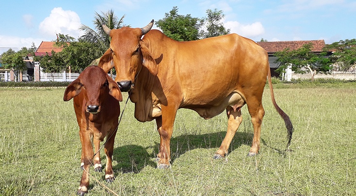 Nằm mơ thấy bò đánh con gì? Luận giải điềm báo giấc mơ