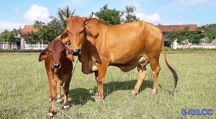 Bò là loài vật thường đại diện cho sự kiên trì chăm chỉ và tinh thần vượt khó