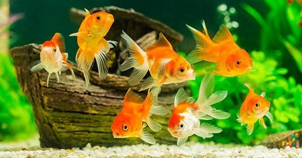 Nằm mơ thấy cá đánh số mấy? Mơ thấy cá có điềm báo gì?