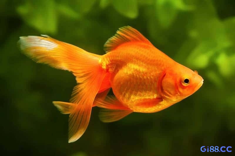 Tìm hiểu về ý nghĩa của cá