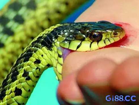 Cùng gi88 giải đáp giấc mơ bị rắn cắn chi tiết nhé!