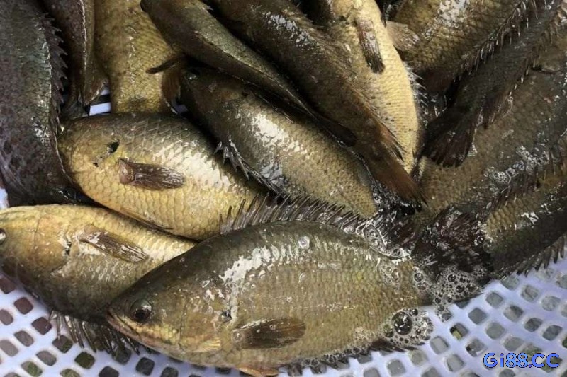 Mơ thấy cá rô khiến người trải nghiệm quan tâm 