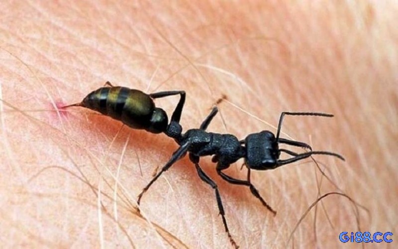 Giải mã giấc mơ thấy kiến giúp bạn cải vận số
