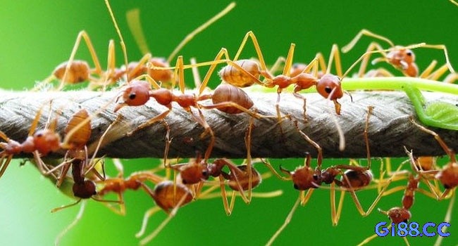 Mơ thấy kiến khiến người trải nghiệm tò mò 