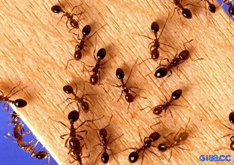 Giải mã giấc mơ thấy kiến cung cấp cơ hội trúng thưởng