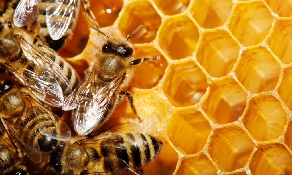 Giải mã giấc mơ thấy ong và những con số đề may mắn