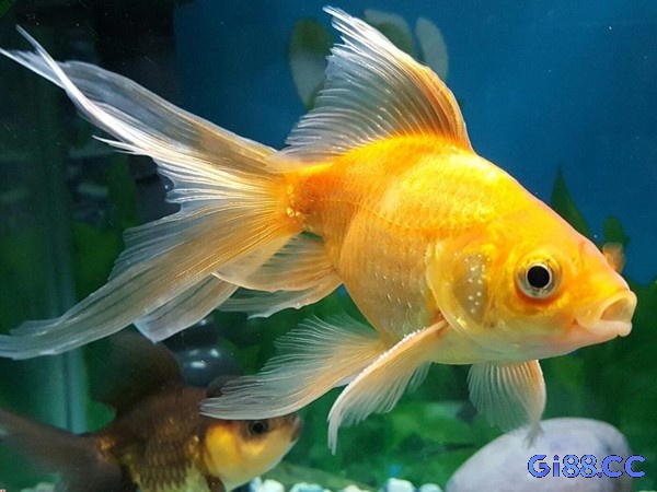 Loài cá biểu tượng cho ý nghĩa đặc biệt trong phong thủy 