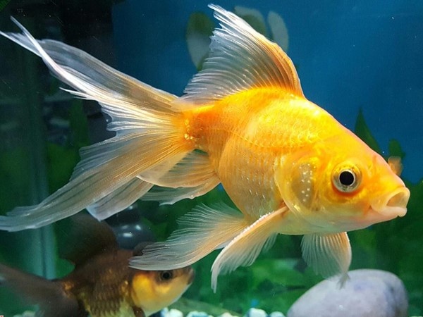 Giải mộng giấc mơ thấy cá điềm gì? Đánh số đề nào?
