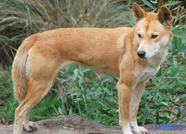 Điềm báo mơ thấy chó vàng?