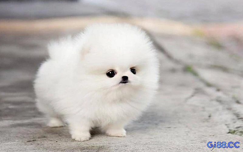 Giải mã mơ thấy chó lông xù