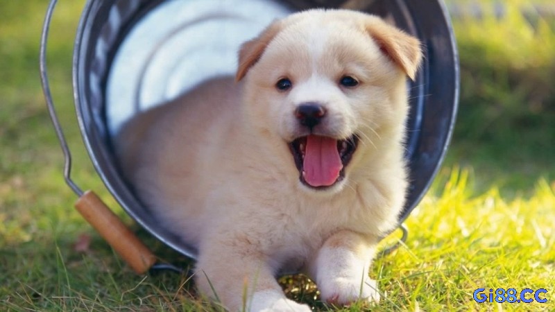 Tìm hiểu ý nghĩa về chó
