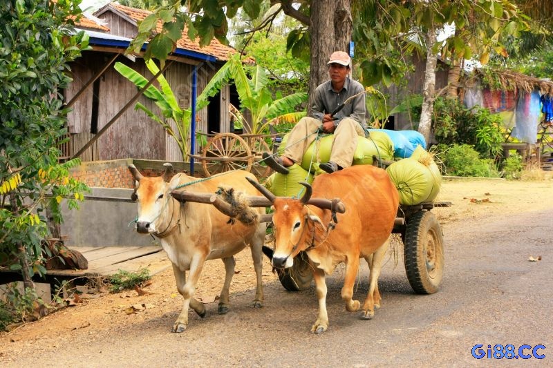 Việc kinh doanh của bạn sẽ phát triển khi mơ thấy bò kéo xe