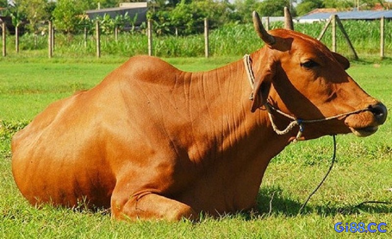 Mơ thấy con bò đánh số gì?