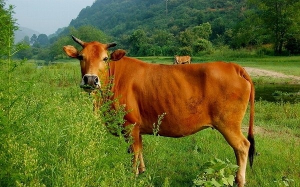 Mơ thấy con bò đánh số gì? Điềm báo mơ thấy con bò?
