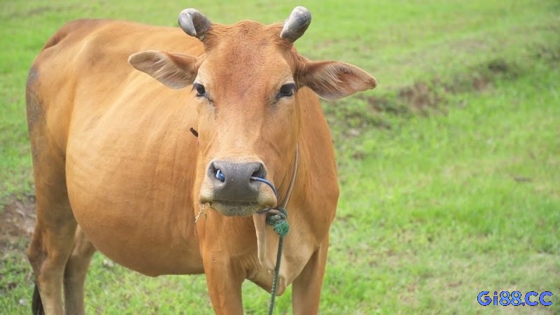 Tìm hiểu về ý nghĩa con bò mang đến