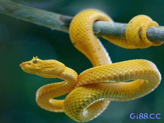 Hình ảnh rắn vàng đang bò thể hiện sự thịnh vượng đang đến gần
