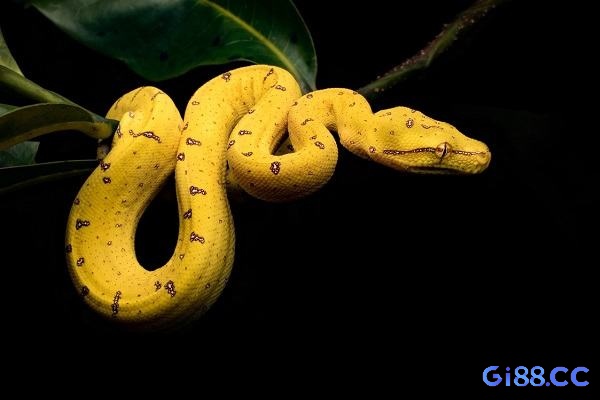 Hình ảnh rắn vàng chết, thể hiện sự kết thúc và chuyển mình