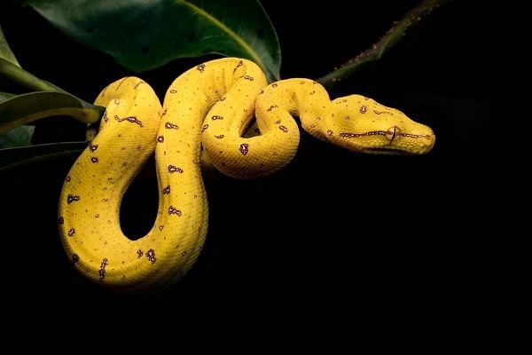 Mơ thấy rắn vàng đánh con gì? Bảng số đề mới nhất 2025