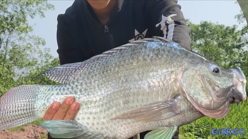 Mơ thấy cá rô phi lớn báo hiệu những thay đổi nhỏ nhưng quan trọng trong cuộc sống