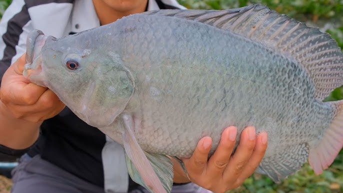 Nằm mơ thấy cá to đánh con gì? Giải mã lô đề chuẩn xác
