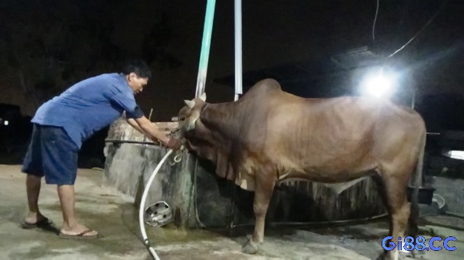 Mơ thấy đàn bò bị giết thịt cảnh báo về sự hao hụt tài chính