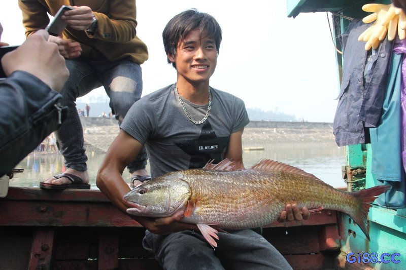 Giấc mơ bắt được cá là trải nghiệm không quá xa lạ 
