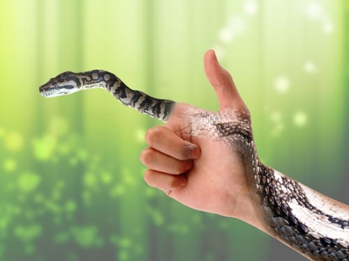 Giải mộng giấc mơ thấy rắn - Điềm báo quan trọng cần biết