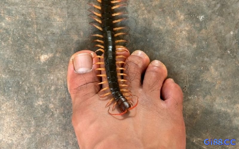 Mơ thấy rết bò lên người là cảnh báo cho các áp lực đang đè nặng lên trên bạn