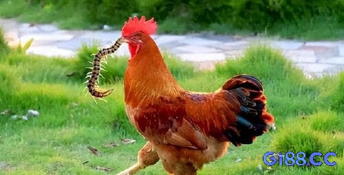 Nhìn thấy gà mổ rết mang lại dự đoán cho sự may mắn sắp tới