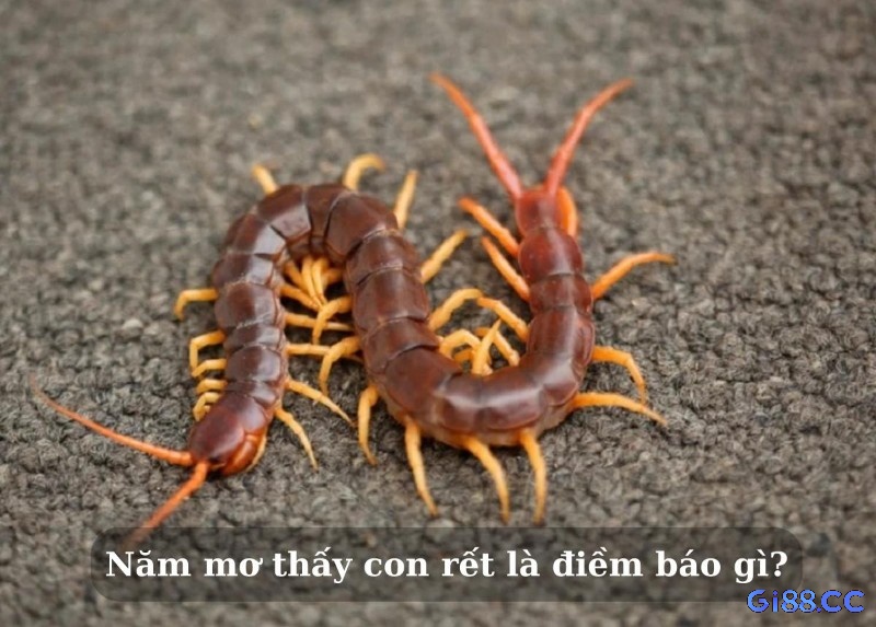 Giải mã giấc mơ thấy rết đánh con gì cùng nhà cái Gi88