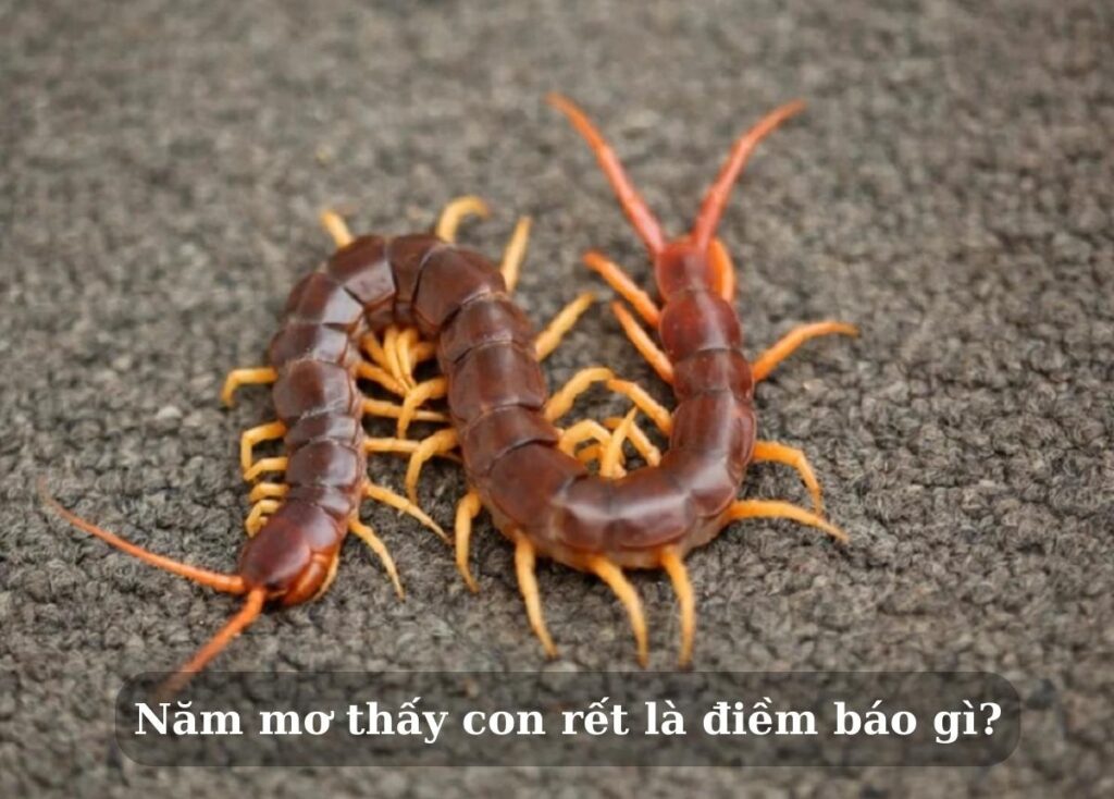 Mơ thấy rết đánh con gì? Điềm báo mang lại lành hay dữ?