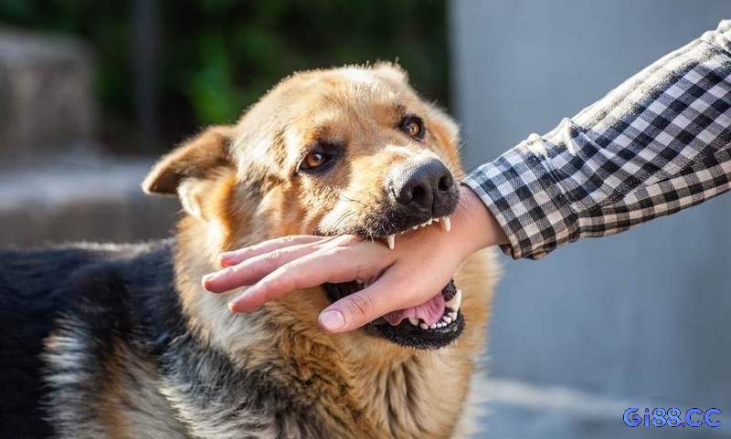 Điềm báo giấc mơ chó cắn tay về vận may và sự nghiệp