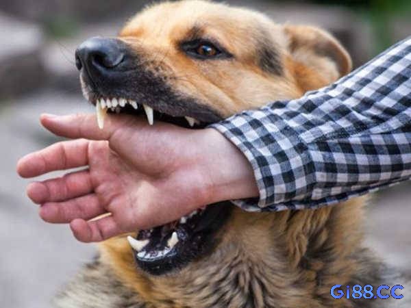Cùng gi88 khám phá các con số trong sổ mơ dân gian liên quan đến giấc mơ chó cắn tay