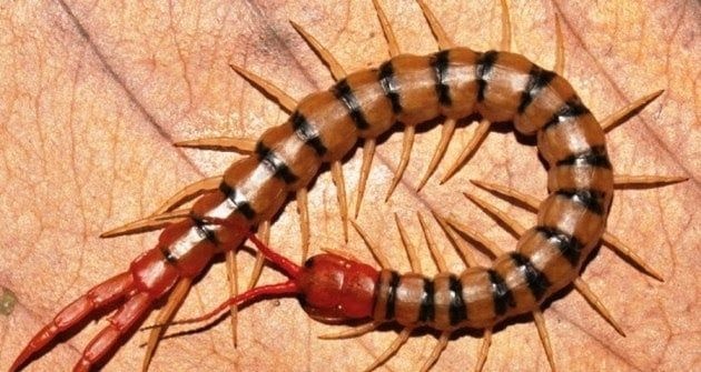 Giải mã giấc mơ thấy con rết: 7 điềm báo quan trọng cần biết