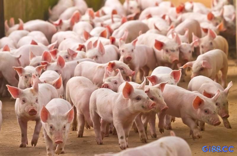 Giấc mơ thấy có nhiều lợn trong phòng thể hiện cho một sự ngột ngạt đang bủa vây bạn