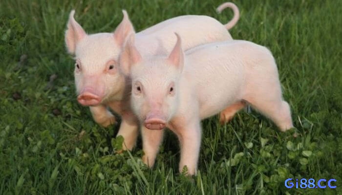 Giải mã giấc mơ thấy lợn mang đến cho bạn nhiều con số may mắn khác nhau