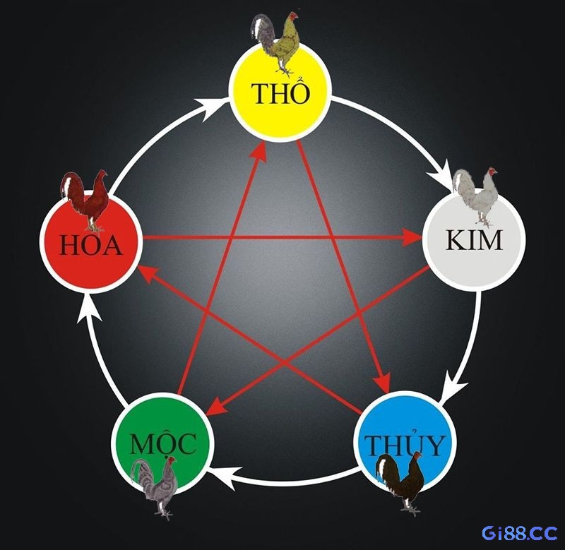 Màu gà lông đen tượng trưng cho mệnh thủy