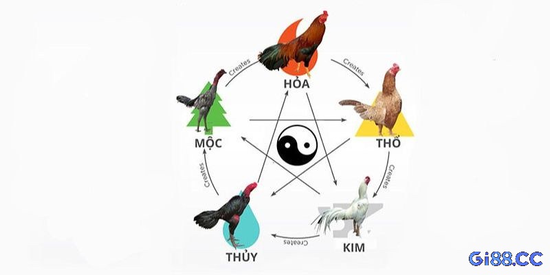 Gà có màu mạng Thổ thường có màu lông vàng hoặc nâu đất thể hiện sự ổn định, bền bỉ