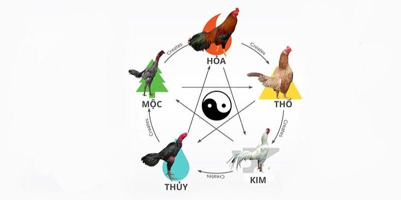 Màu mạng gà đá theo ngày: Phân tích và cách chọn gà đá